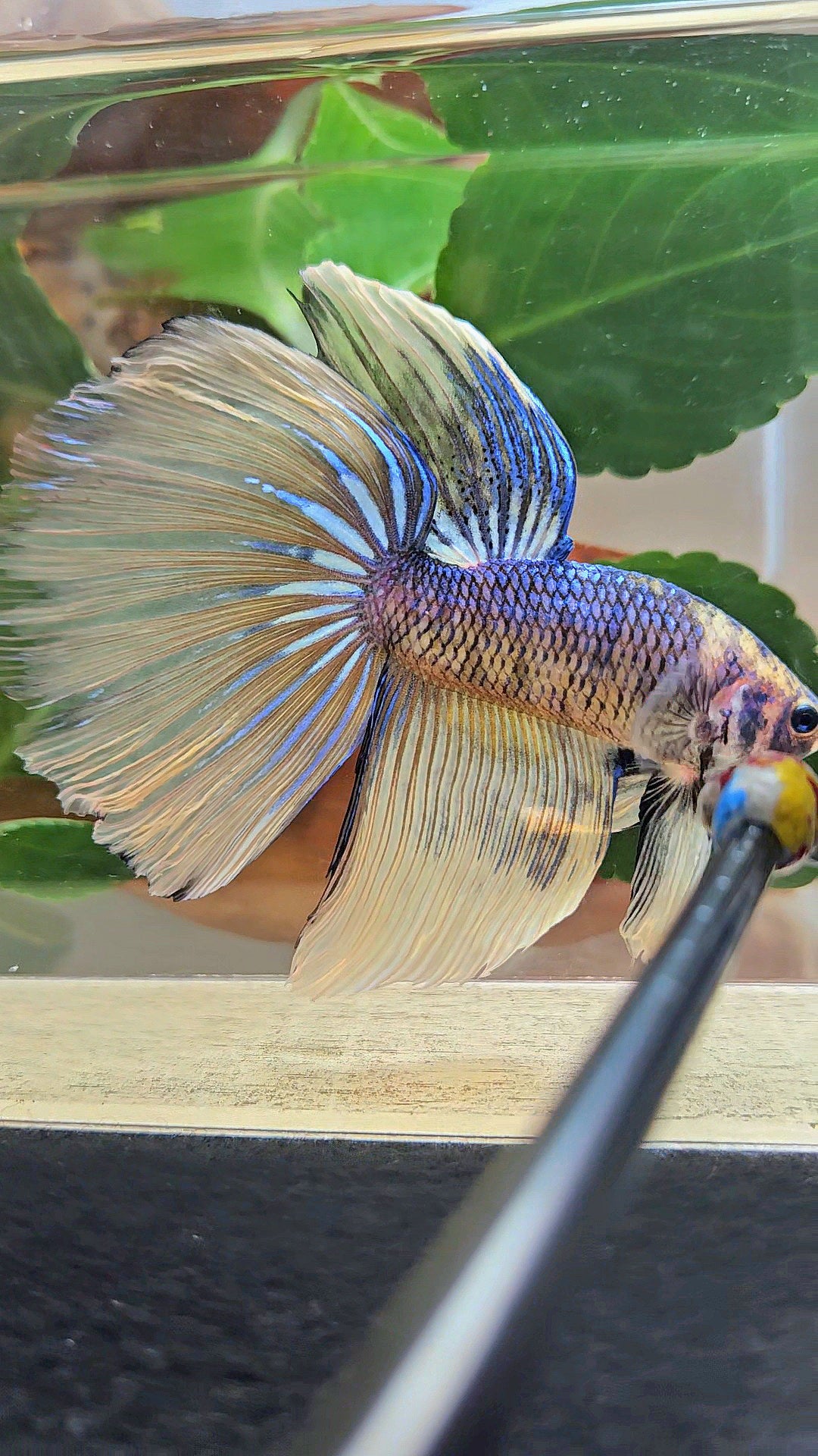 GIANT HALFMOON TOTAL 8,5CM+ YELLOW BLUE FANCY MUSTARD GAS BETTA FISH