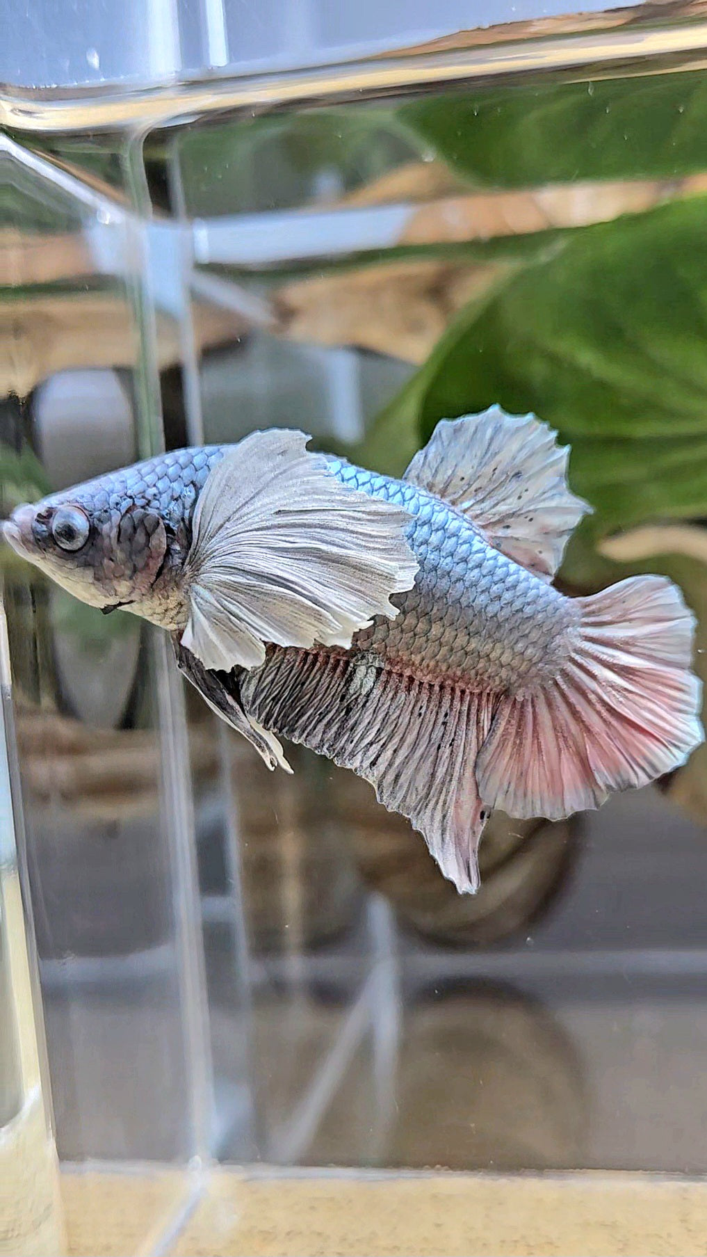 PLAKAT DUMBO EAR SUPER COPPER METALLIC BETTA FISH