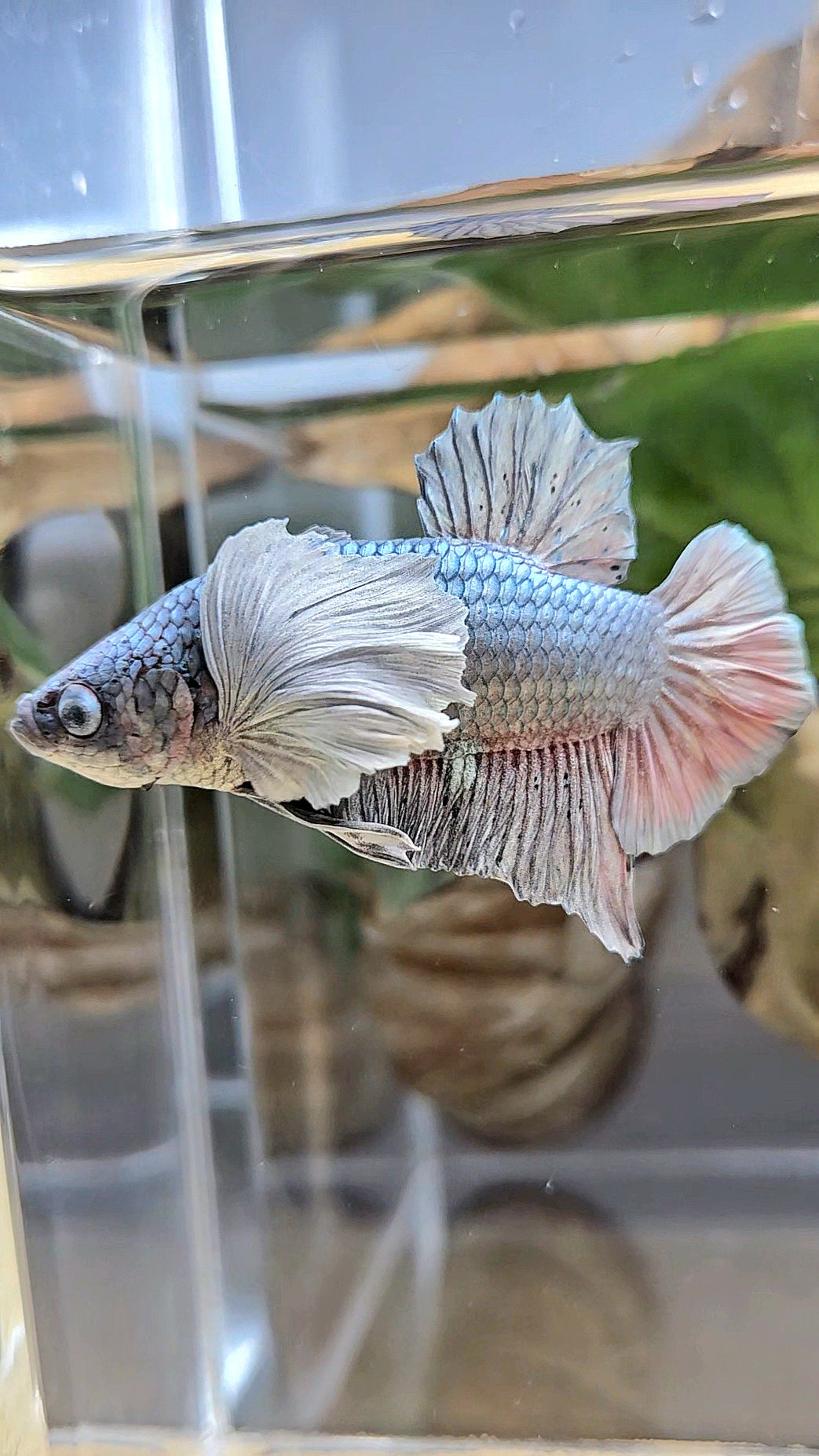 PLAKAT DUMBO EAR SUPER COPPER METALLIC BETTA FISH
