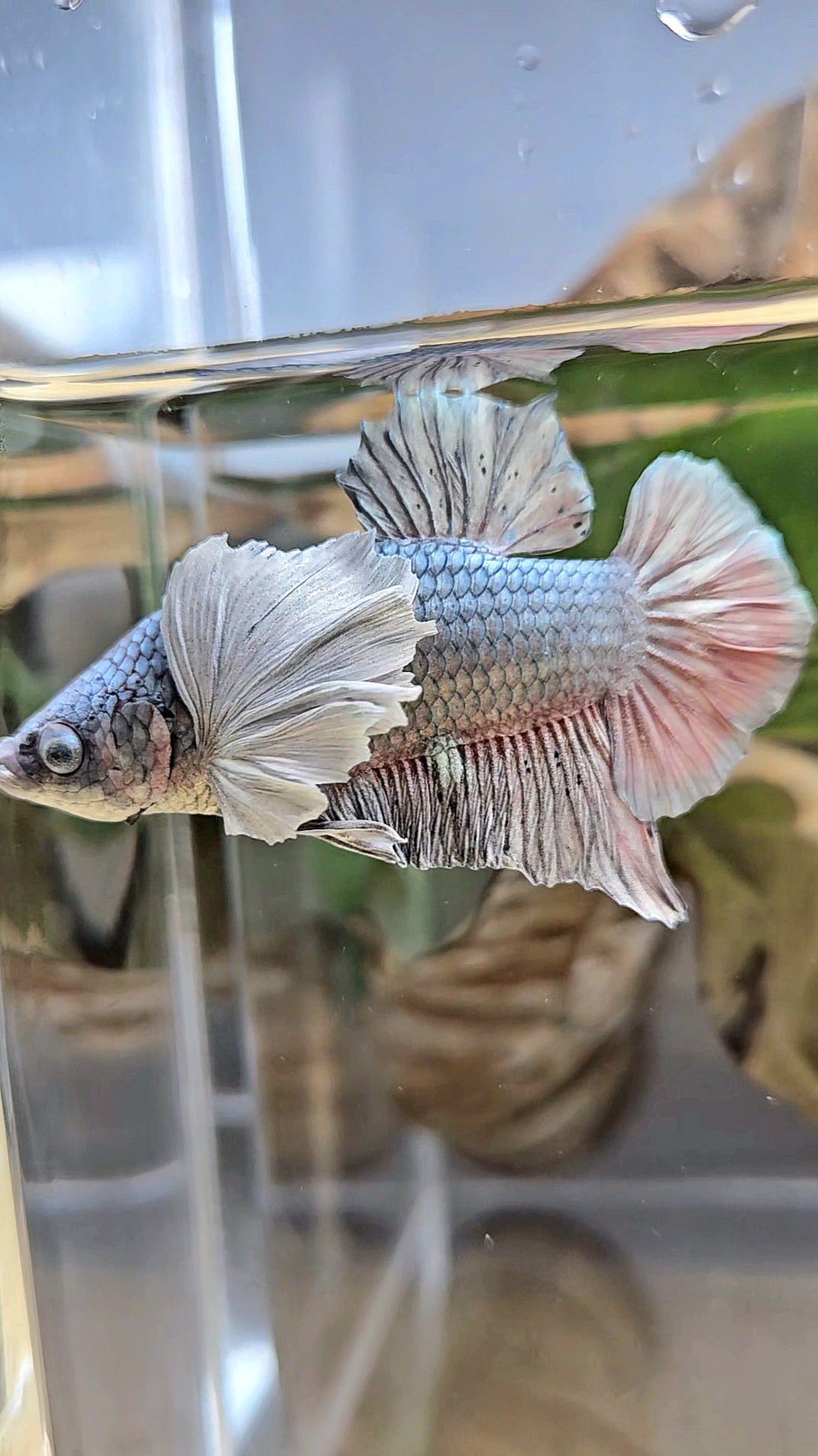 PLAKAT DUMBO EAR SUPER COPPER METALLIC BETTA FISH