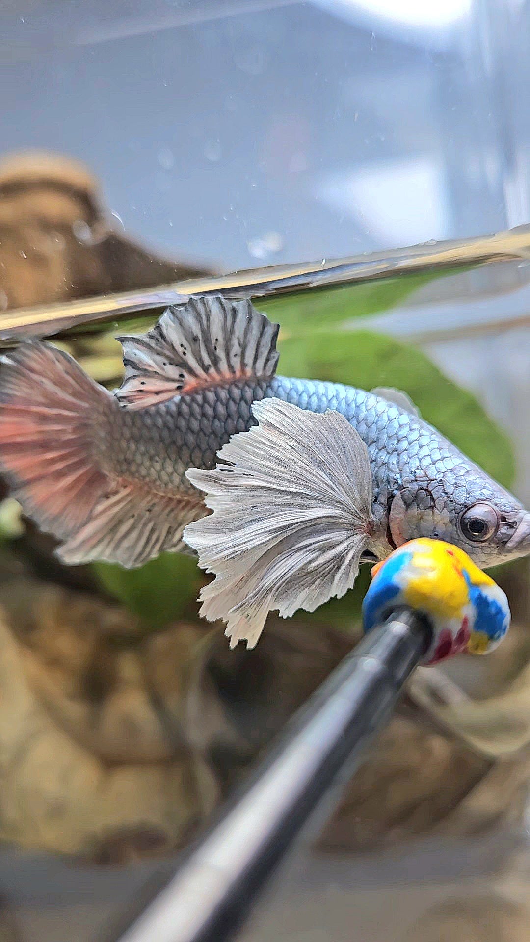 PLAKAT DUMBO EAR SUPER COPPER METALLIC BETTA FISH