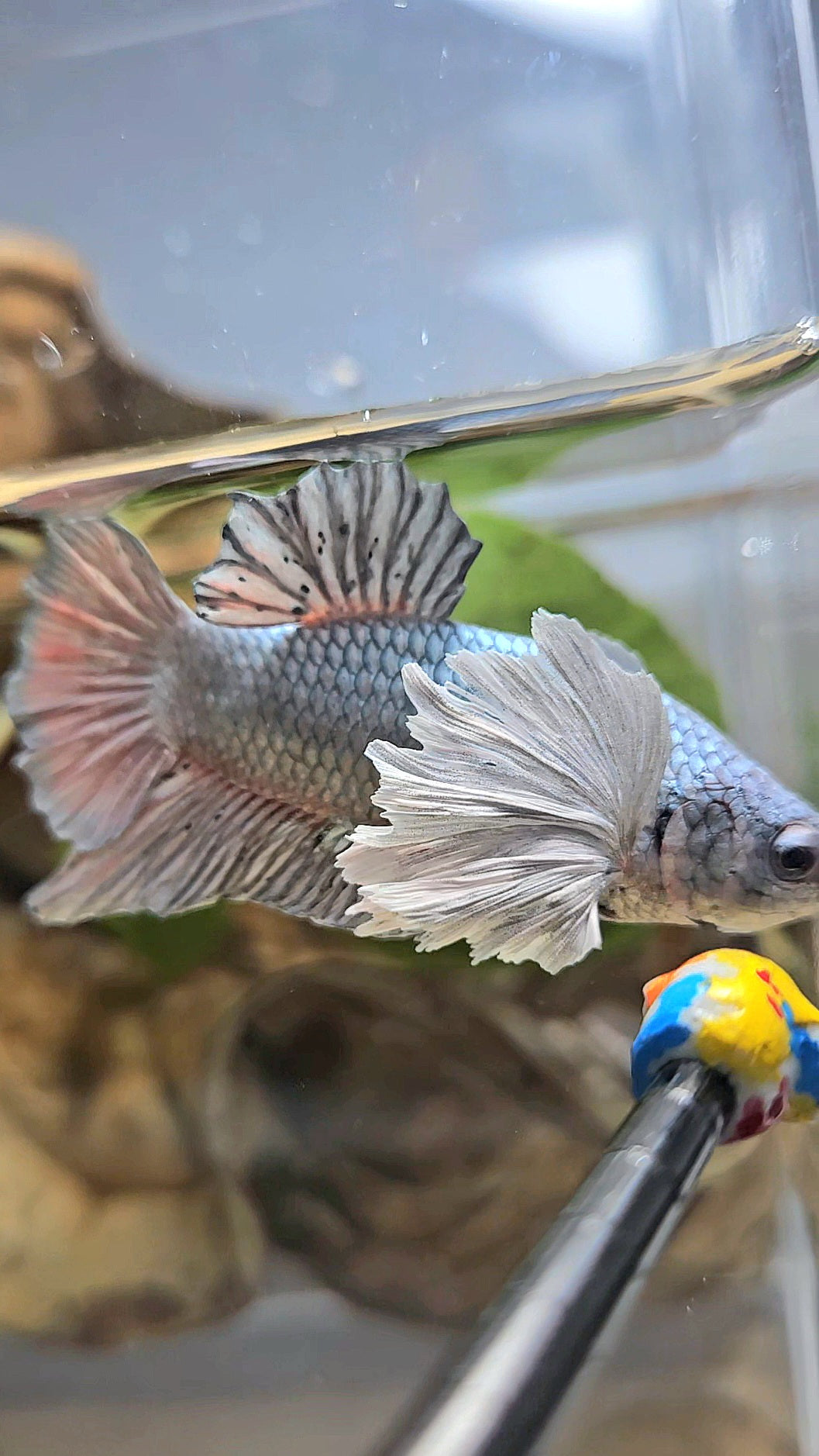 PLAKAT DUMBO EAR SUPER COPPER METALLIC BETTA FISH