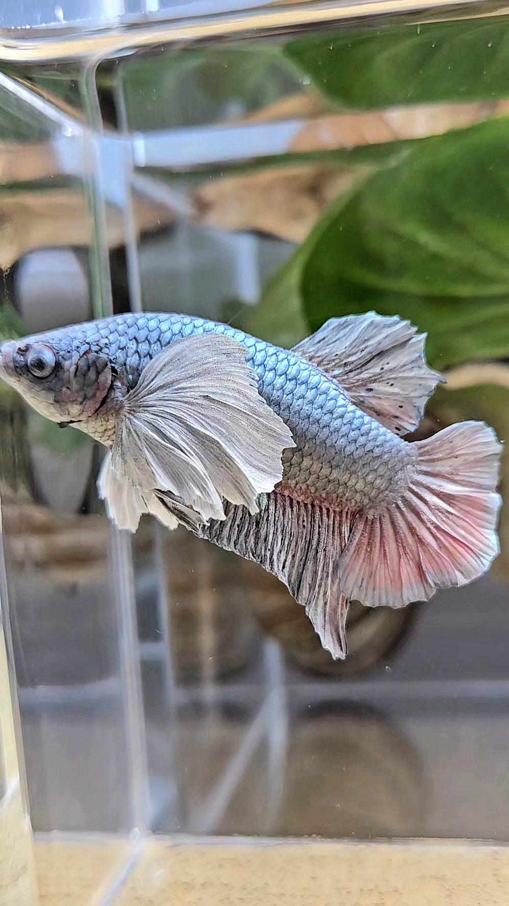 PLAKAT DUMBO EAR SUPER COPPER METALLIC BETTA FISH
