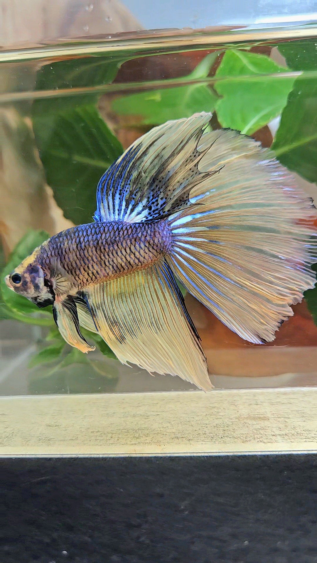 GIANT HALFMOON TOTAL 8,5CM+ YELLOW BLUE FANCY MUSTARD GAS BETTA FISH