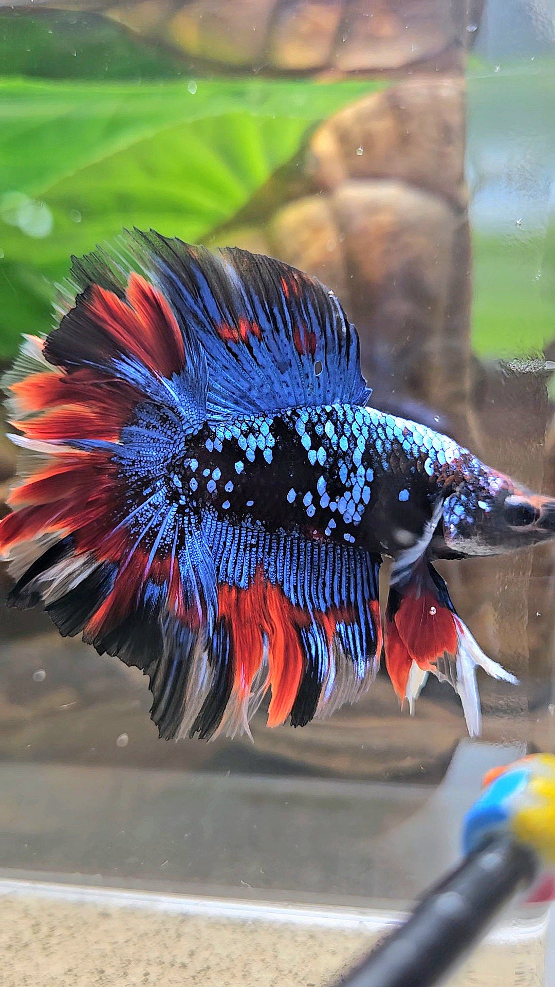 LUXURY HALFMOON DOUBLE TAIL ROSETAIL BLACK GALAXY AVATAR BLUE VAMPIRE PATTERN BETTA FISH