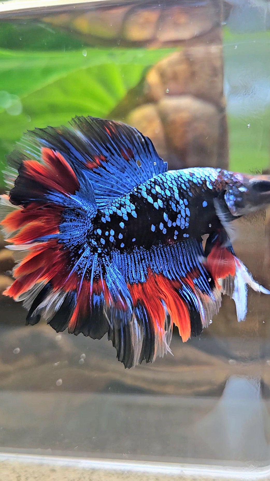 LUXURY HALFMOON DOUBLE TAIL ROSETAIL BLACK GALAXY AVATAR BLUE VAMPIRE PATTERN BETTA FISH