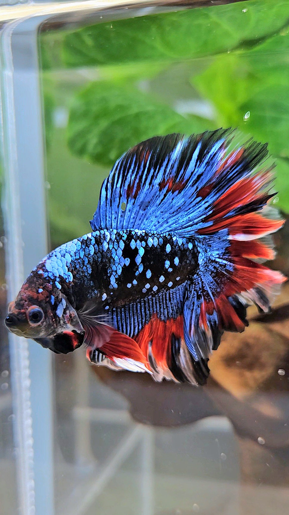 LUXURY HALFMOON DOUBLE TAIL ROSETAIL BLACK GALAXY AVATAR BLUE VAMPIRE PATTERN BETTA FISH