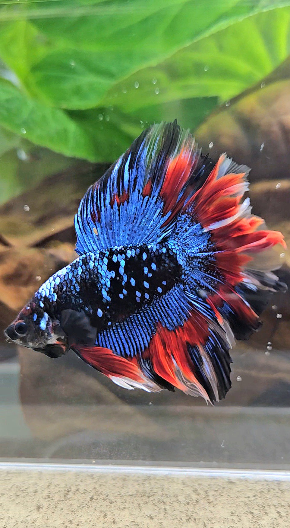 LUXURY HALFMOON DOUBLE TAIL ROSETAIL BLACK GALAXY AVATAR BLUE VAMPIRE PATTERN BETTA FISH