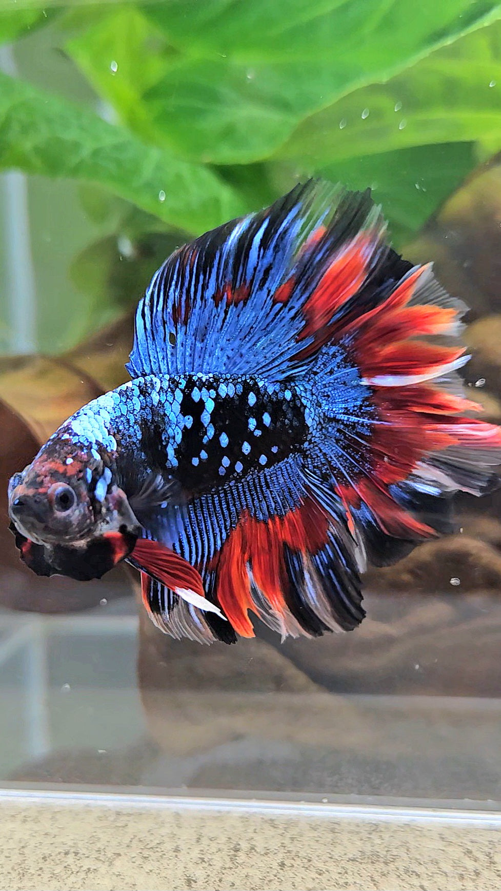 LUXURY HALFMOON DOUBLE TAIL ROSETAIL BLACK GALAXY AVATAR BLUE VAMPIRE PATTERN BETTA FISH
