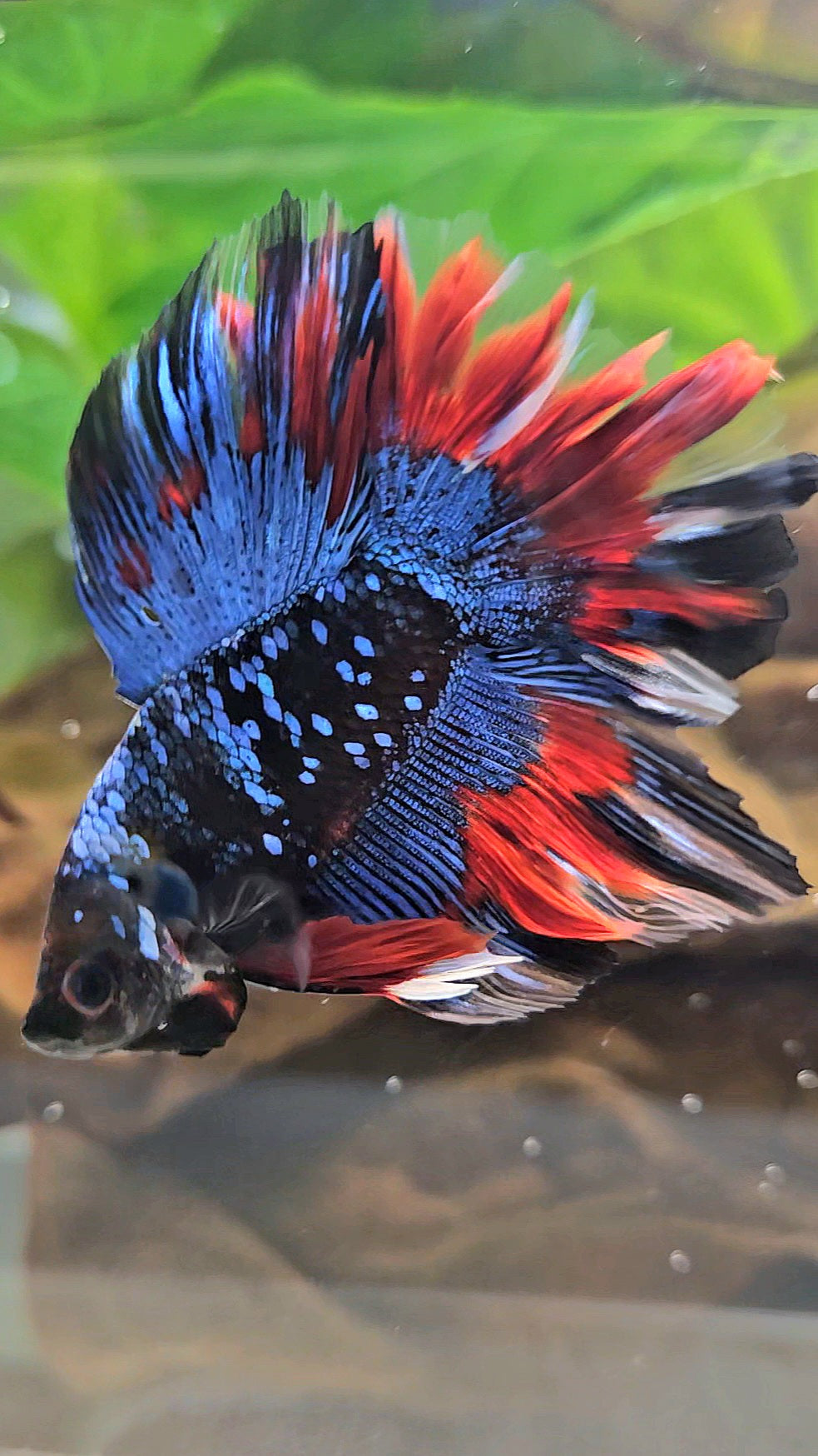 LUXURY HALFMOON DOUBLE TAIL ROSETAIL BLACK GALAXY AVATAR BLUE VAMPIRE PATTERN BETTA FISH