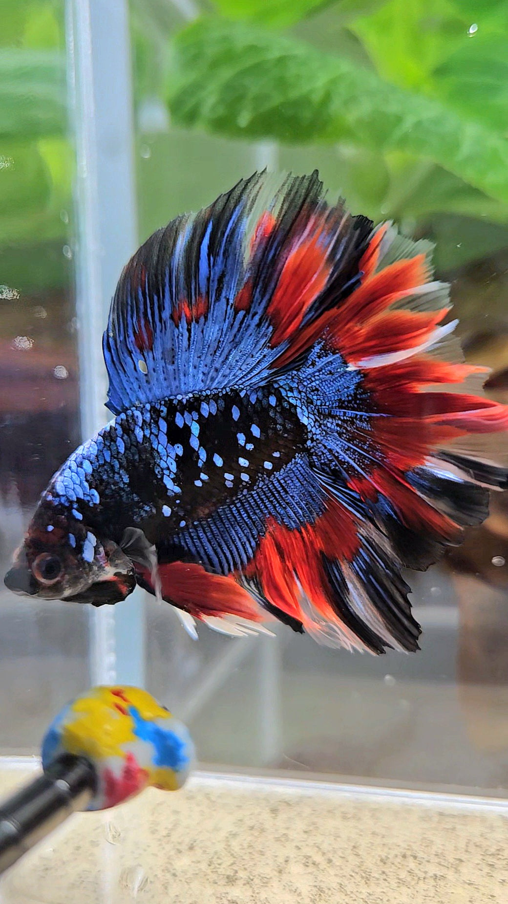LUXURY HALFMOON DOUBLE TAIL ROSETAIL BLACK GALAXY AVATAR BLUE VAMPIRE PATTERN BETTA FISH