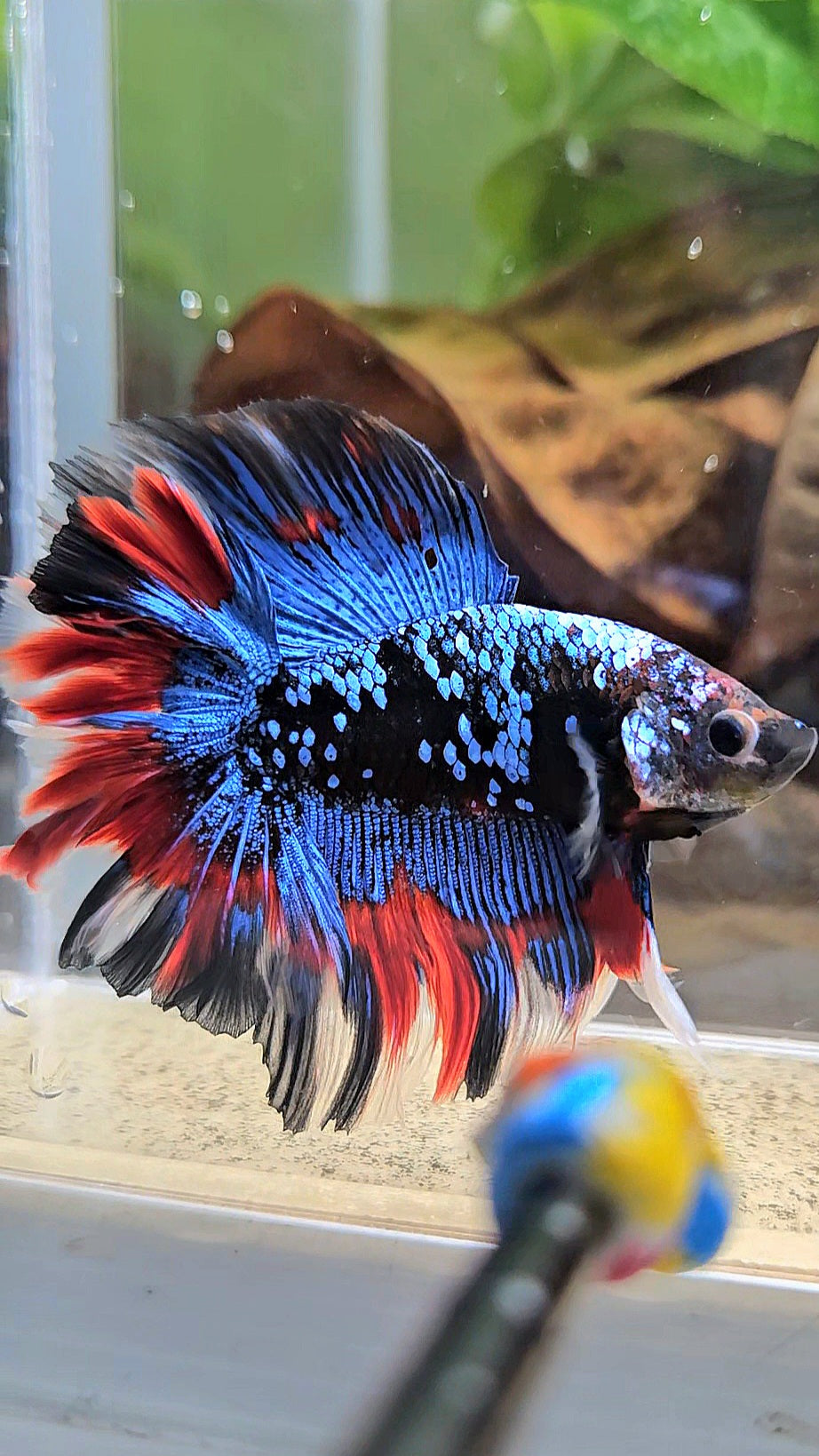 LUXURY HALFMOON DOUBLE TAIL ROSETAIL BLACK GALAXY AVATAR BLUE VAMPIRE PATTERN BETTA FISH