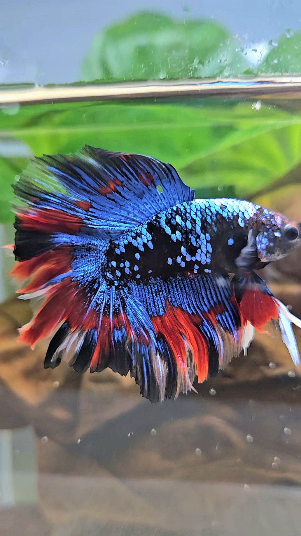 LUXURY HALFMOON DOUBLE TAIL ROSETAIL BLACK GALAXY AVATAR BLUE VAMPIRE PATTERN BETTA FISH