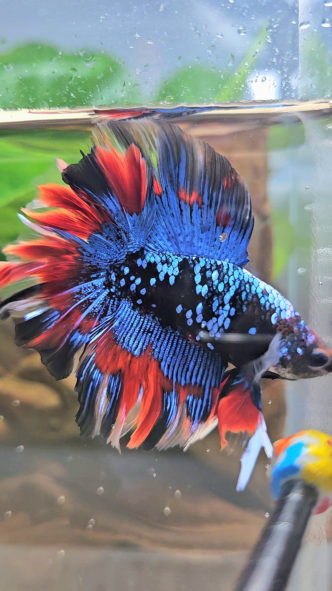 LUXURY HALFMOON DOUBLE TAIL ROSETAIL BLACK GALAXY AVATAR BLUE VAMPIRE PATTERN BETTA FISH