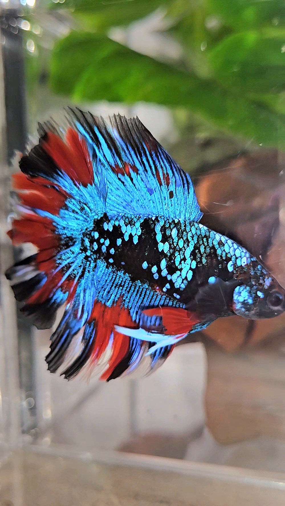 LUXURY HALFMOON DOUBLE TAIL ROSETAIL BLACK GALAXY AVATAR BLUE VAMPIRE PATTERN BETTA FISH