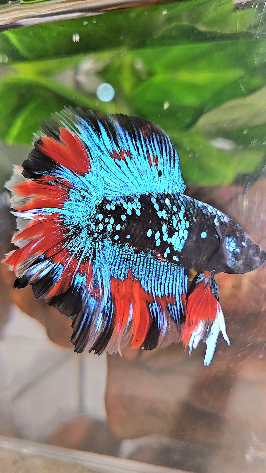 LUXURY HALFMOON DOUBLE TAIL ROSETAIL BLACK GALAXY AVATAR BLUE VAMPIRE PATTERN BETTA FISH