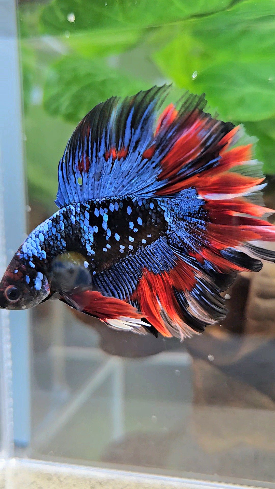 LUXURY HALFMOON DOUBLE TAIL ROSETAIL BLACK GALAXY AVATAR BLUE VAMPIRE PATTERN BETTA FISH