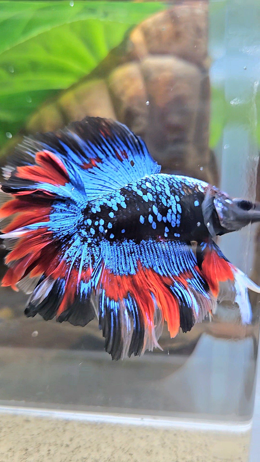 LUXURY HALFMOON DOUBLE TAIL ROSETAIL BLACK GALAXY AVATAR BLUE VAMPIRE PATTERN BETTA FISH