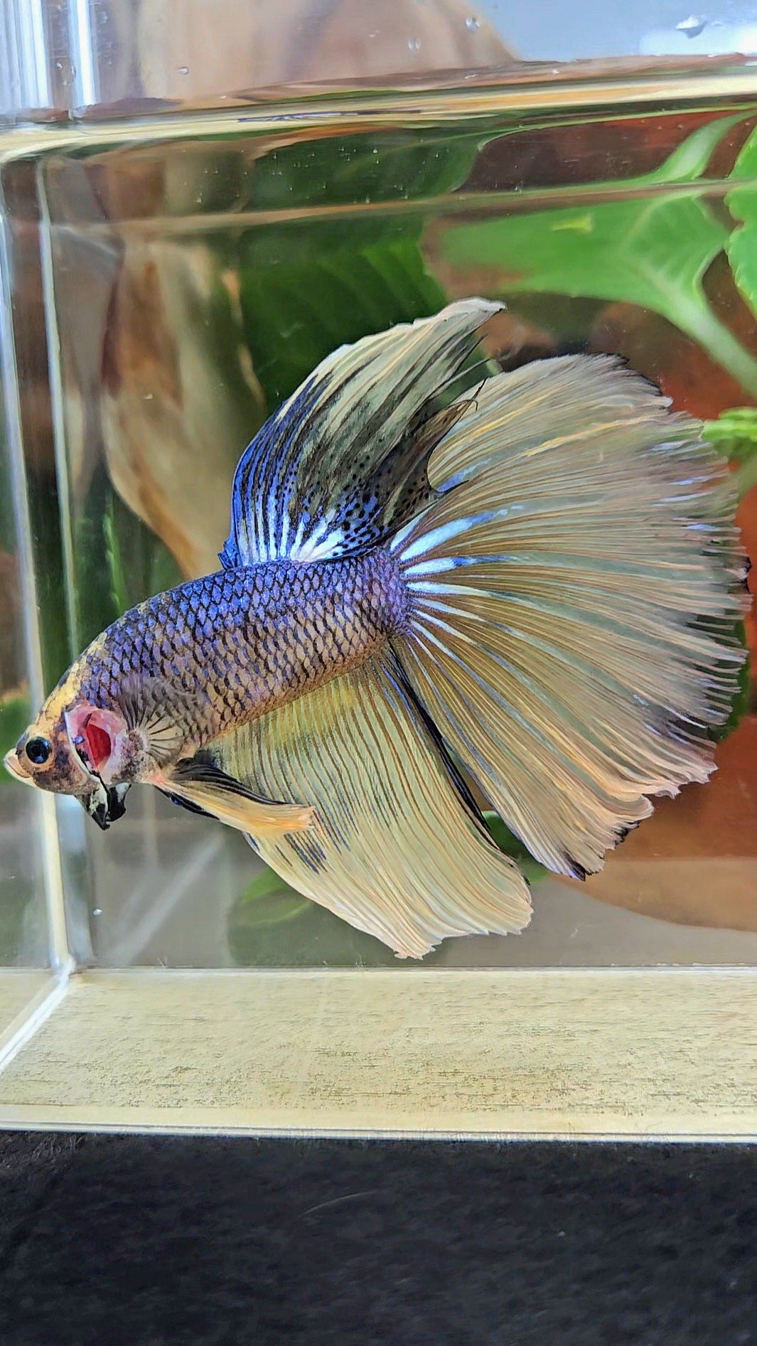 GIANT HALFMOON TOTAL 8,5CM+ YELLOW BLUE FANCY MUSTARD GAS BETTA FISH