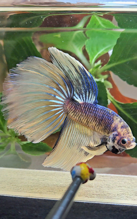 GIANT HALFMOON TOTAL 8,5CM+ YELLOW BLUE FANCY MUSTARD GAS BETTA FISH