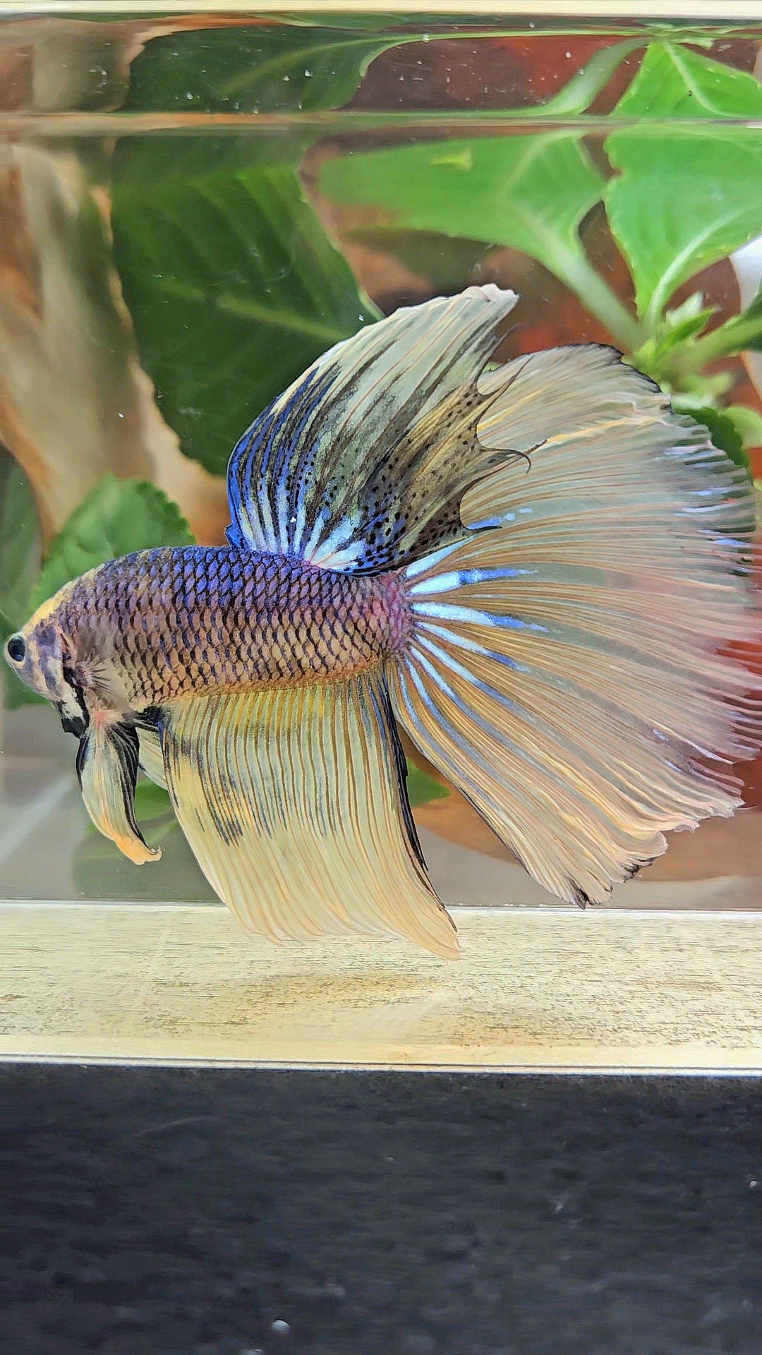 GIANT HALFMOON TOTAL 8,5CM+ YELLOW BLUE FANCY MUSTARD GAS BETTA FISH