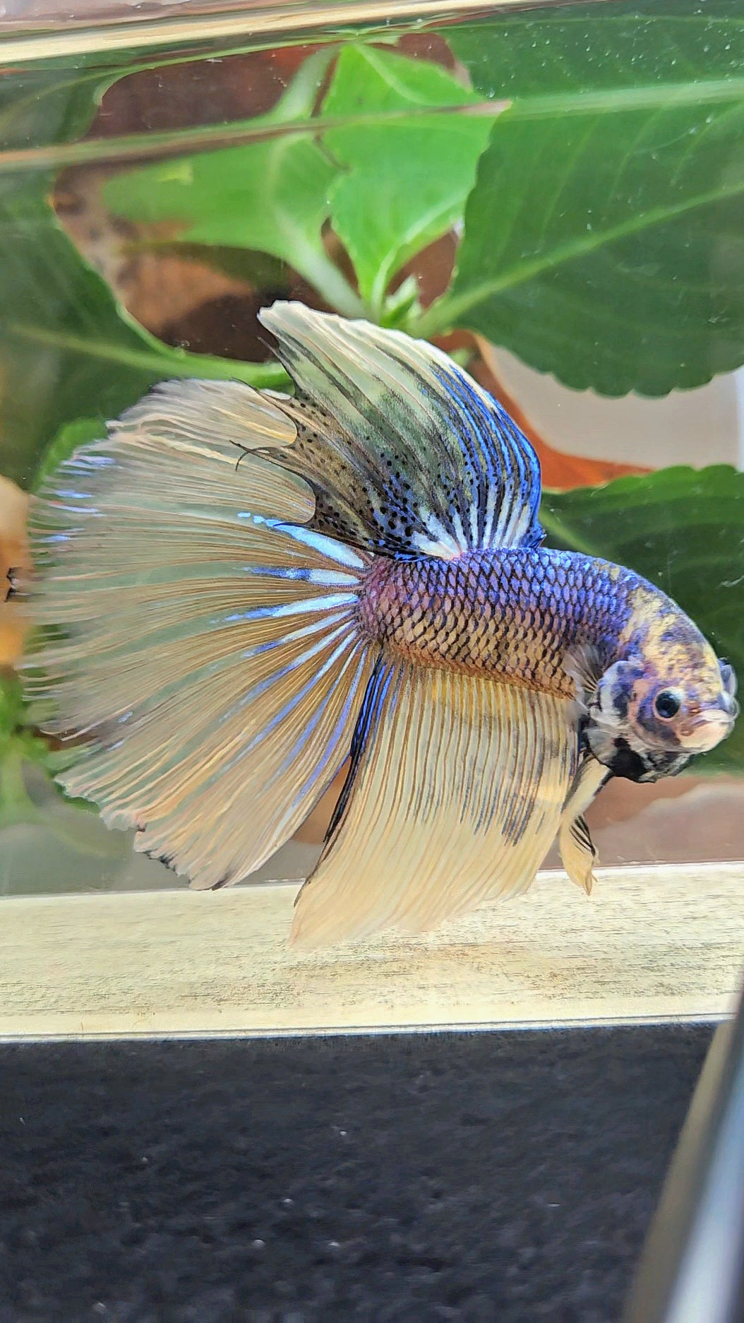 GIANT HALFMOON TOTAL 8,5CM+ YELLOW BLUE FANCY MUSTARD GAS BETTA FISH
