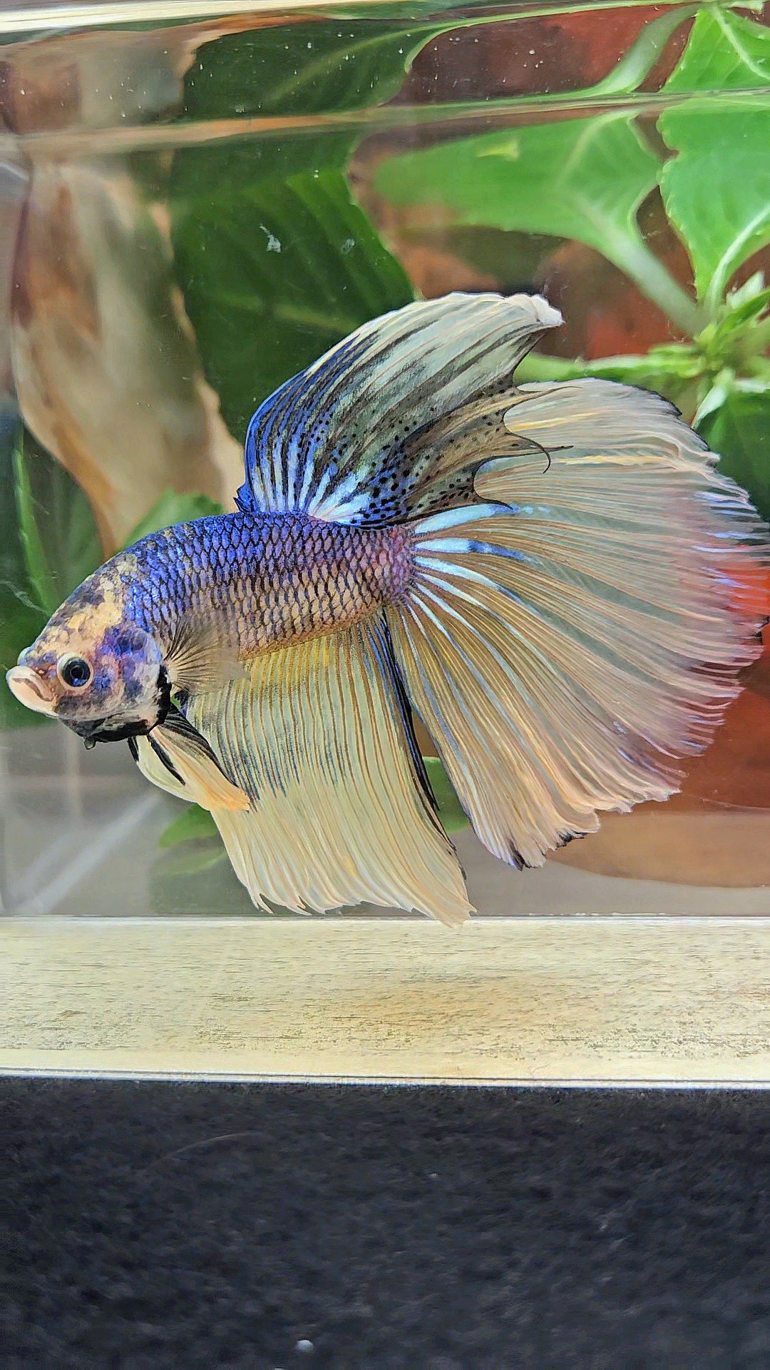 GIANT HALFMOON TOTAL 8,5CM+ YELLOW BLUE FANCY MUSTARD GAS BETTA FISH