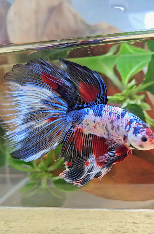 GIANT HALFMOON TOTAL 9CM+ FANCY MULTICOLOR BETTA FISH
