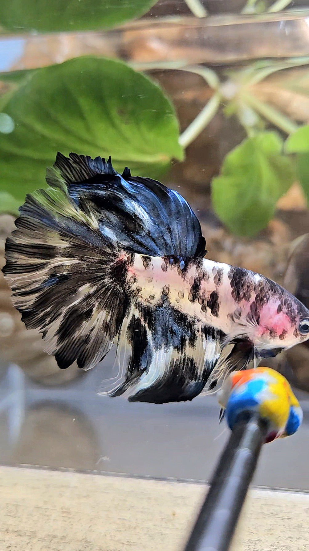 HALFMOON ROSETAIL PANDA BLACK DOTS MARBLE BETTA FISH