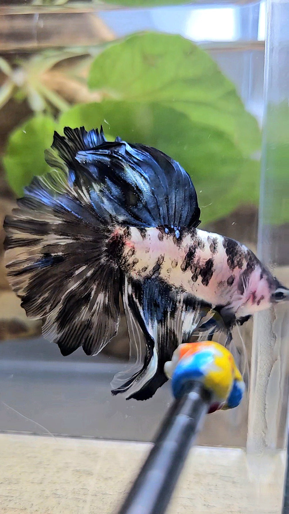 HALFMOON ROSETAIL PANDA BLACK DOTS MARBLE BETTA FISH