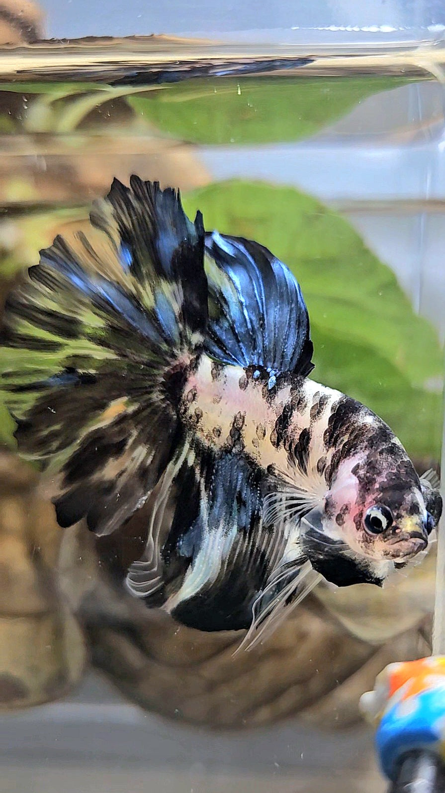 HALFMOON ROSETAIL PANDA BLACK DOTS MARBLE BETTA FISH