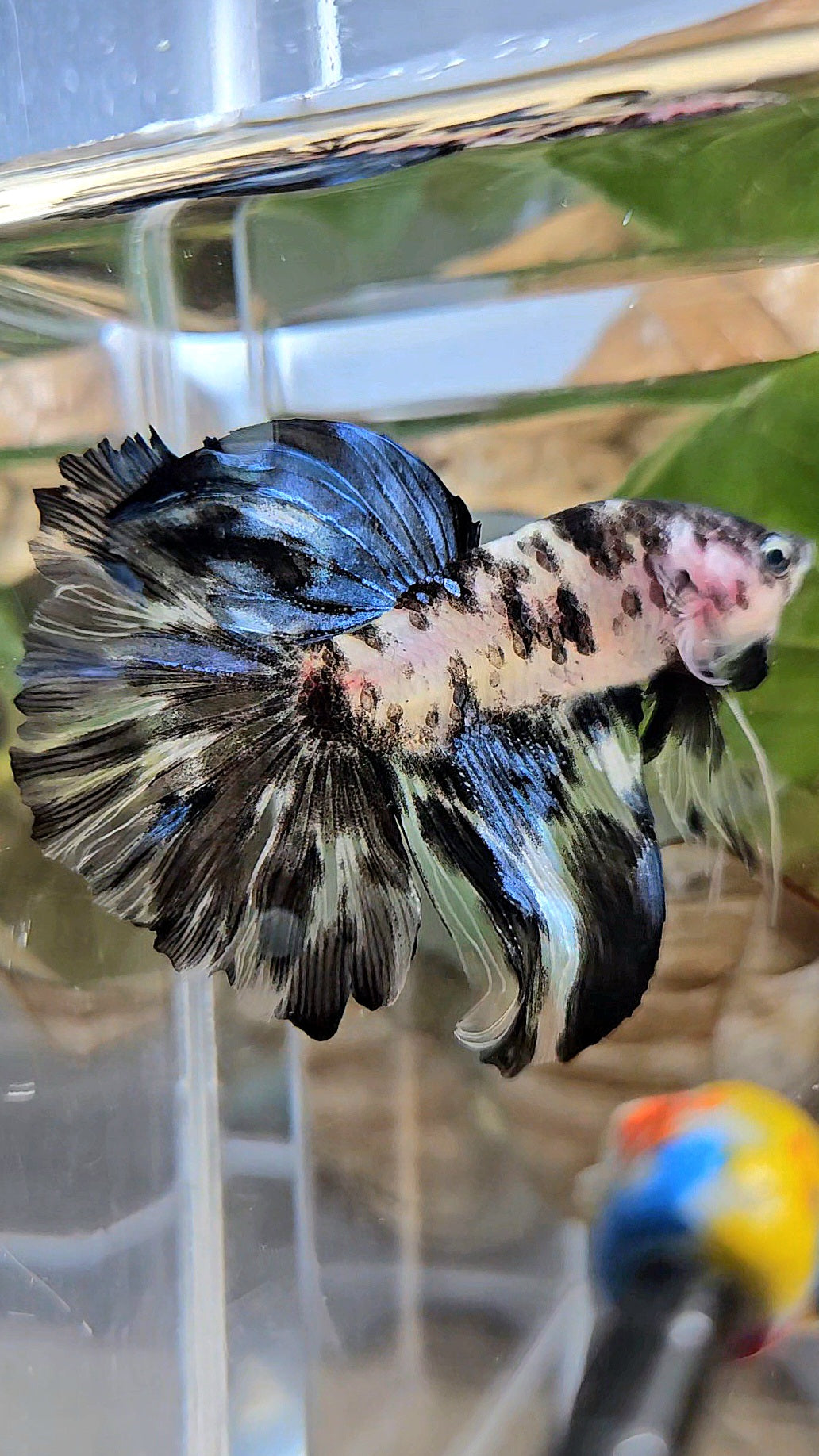 HALFMOON ROSETAIL PANDA BLACK DOTS MARBLE BETTA FISH
