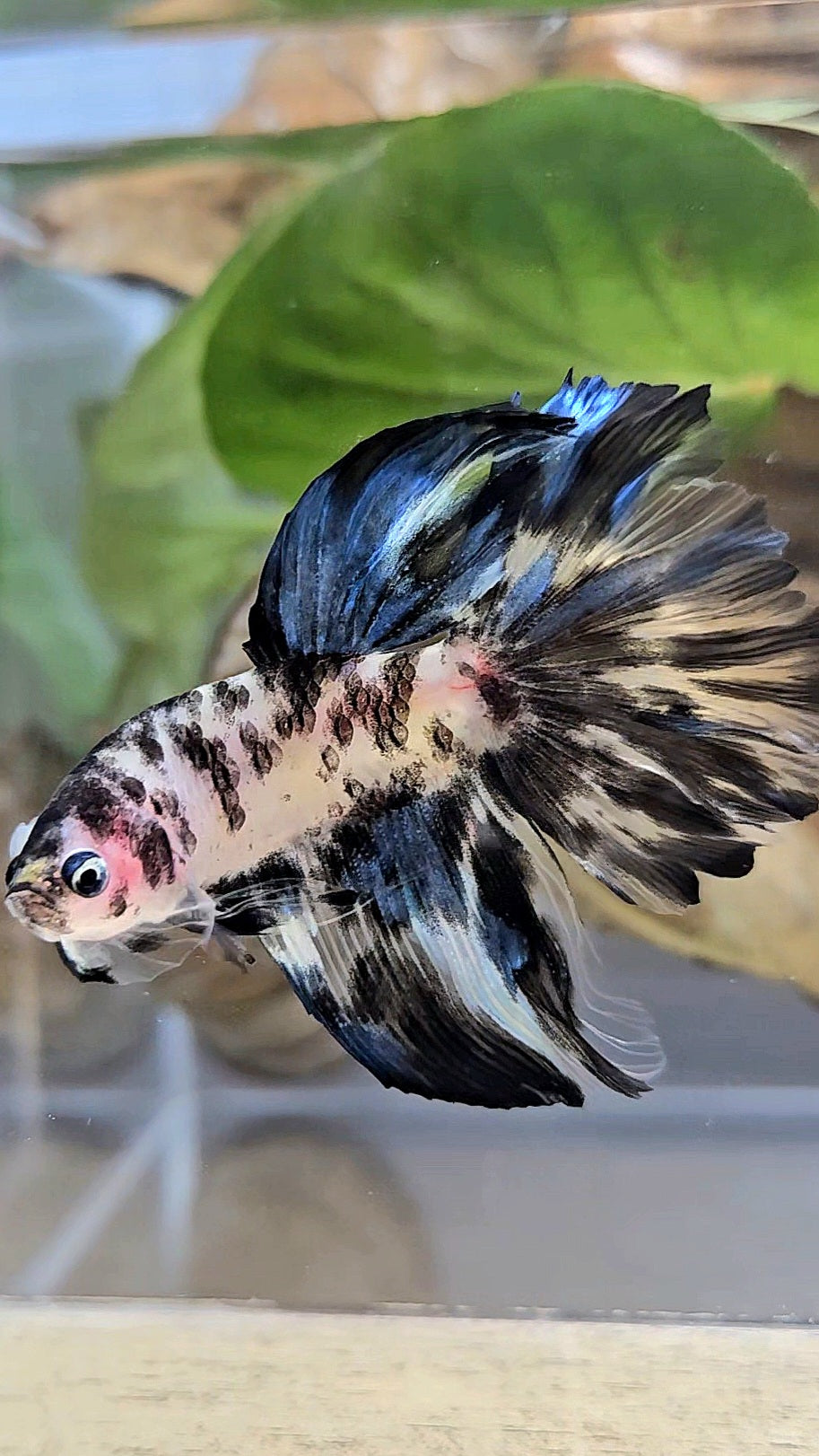 HALFMOON ROSETAIL PANDA BLACK DOTS MARBLE BETTA FISH