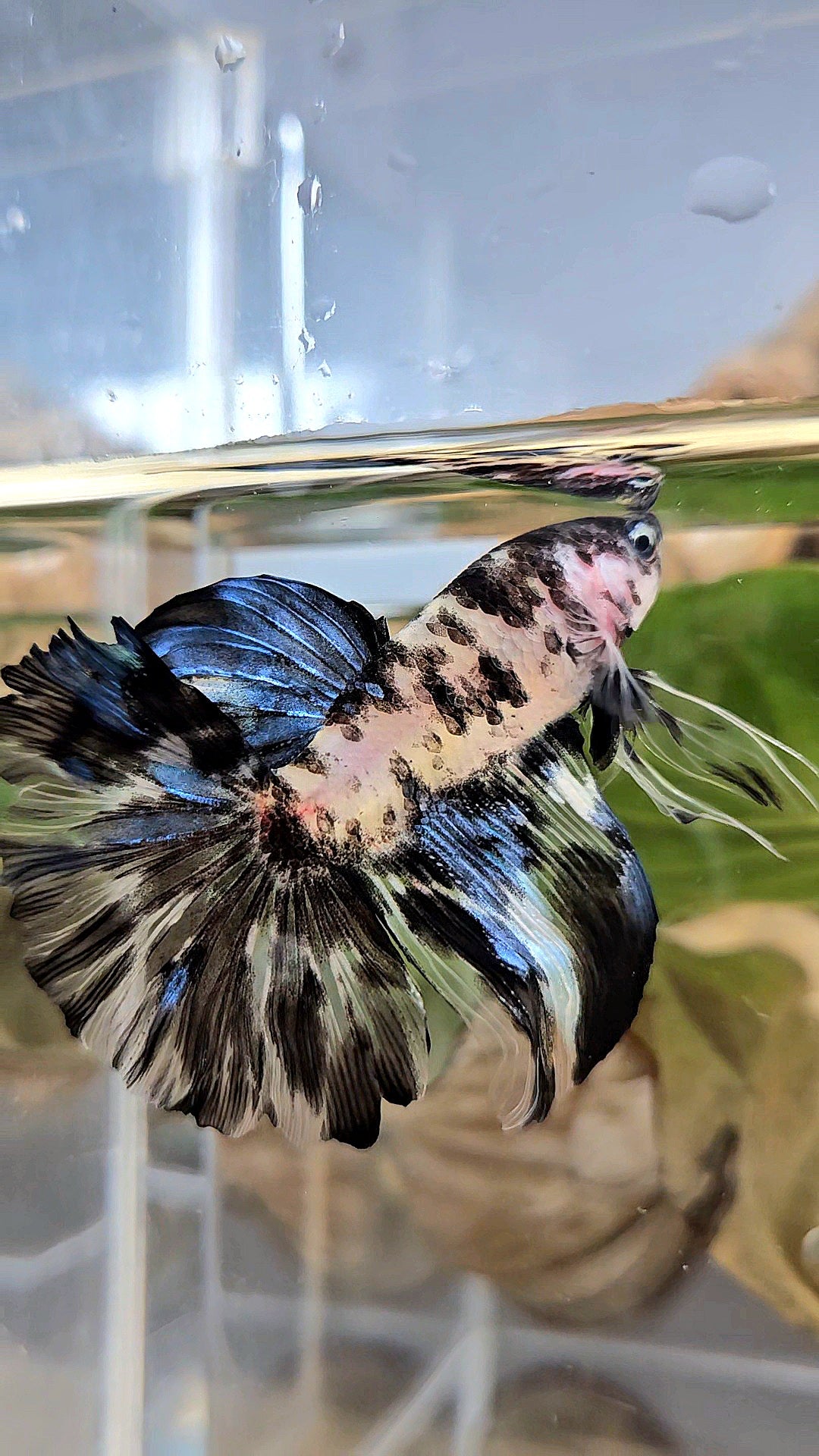 HALFMOON ROSETAIL PANDA BLACK DOTS MARBLE BETTA FISH