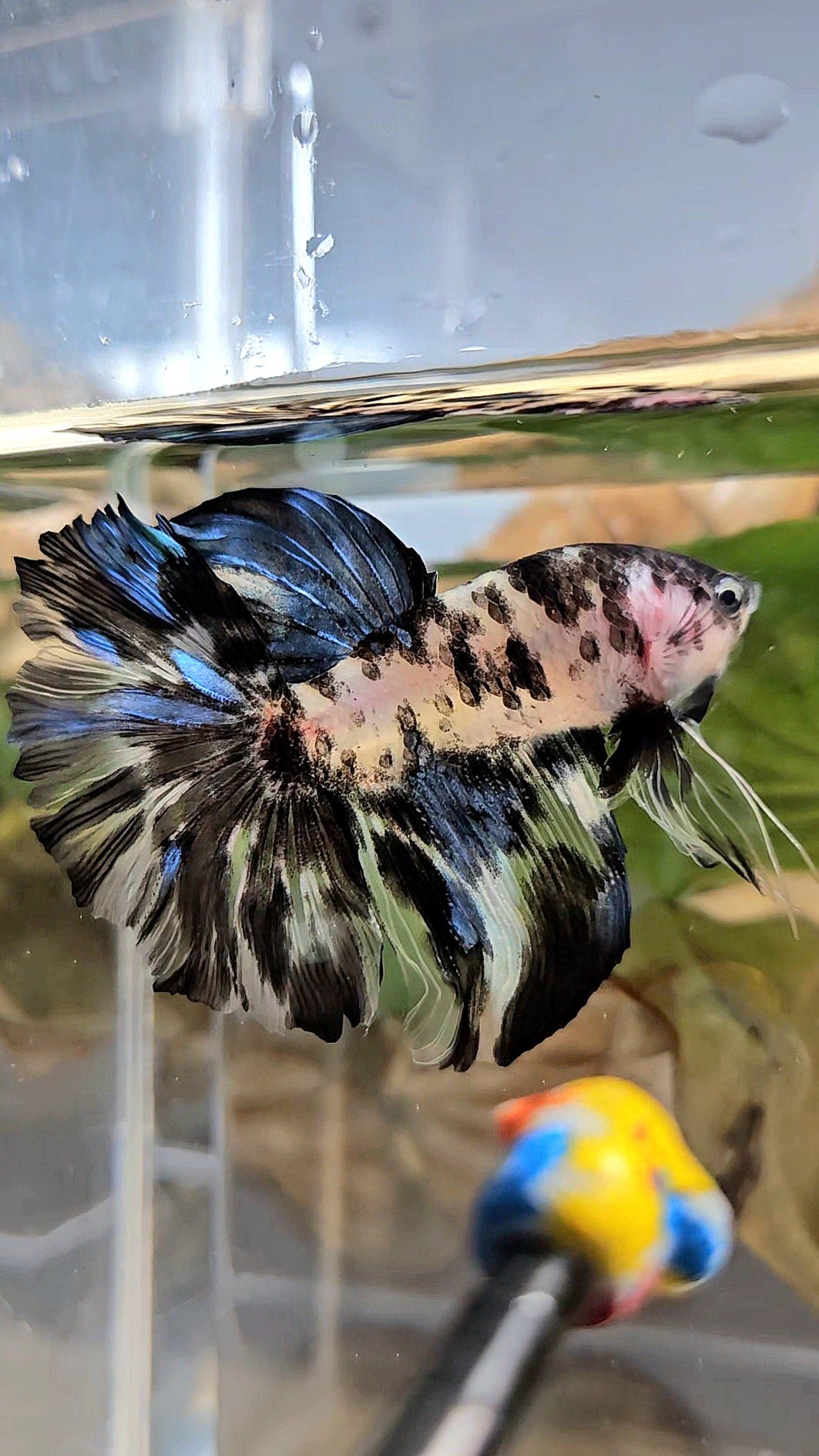 HALFMOON ROSETAIL PANDA BLACK DOTS MARBLE BETTA FISH