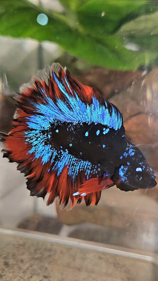 HALFMOON DOUBLE TAIL ROSETAIL BLACK GALAXY BLUE AVATAR VAMPIRE BETTA FISH