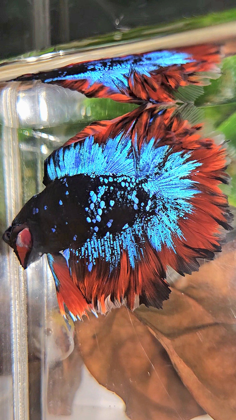 HALFMOON DOUBLE TAIL ROSETAIL BLACK GALAXY BLUE AVATAR VAMPIRE BETTA FISH