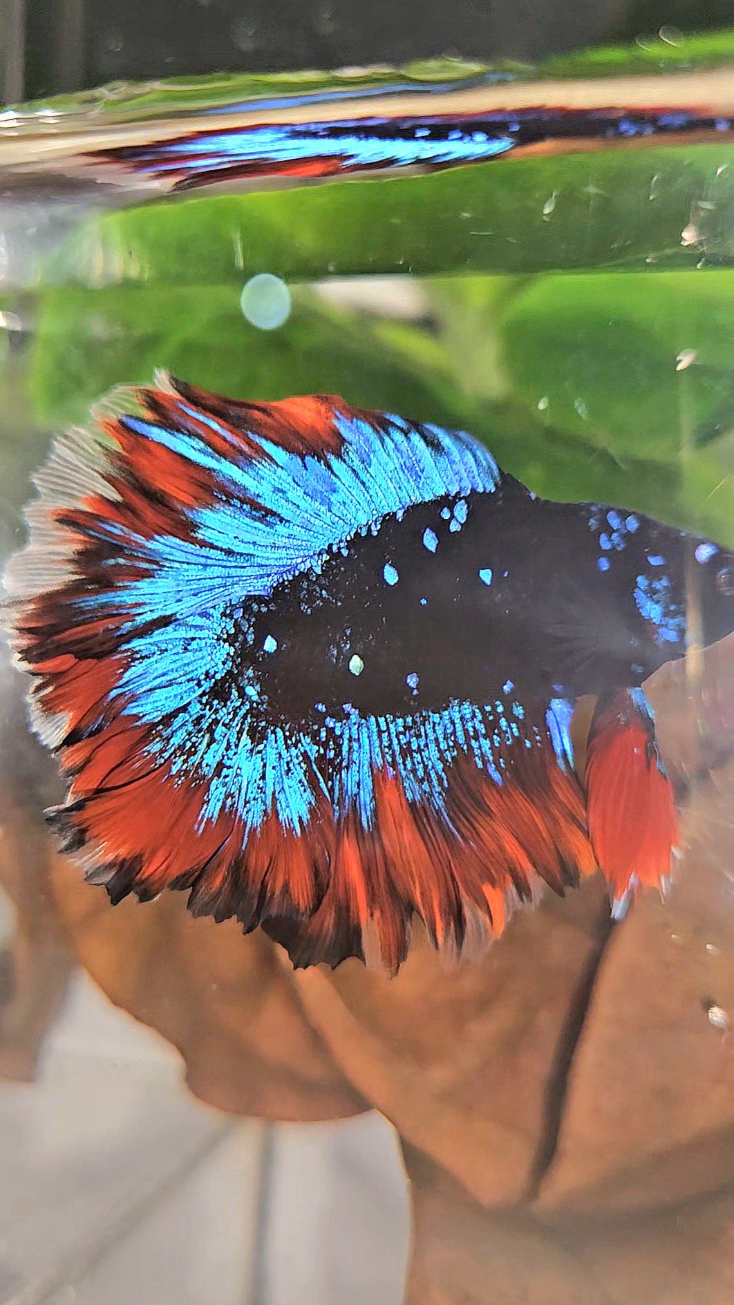 HALFMOON DOUBLE TAIL ROSETAIL BLACK GALAXY BLUE AVATAR VAMPIRE BETTA FISH