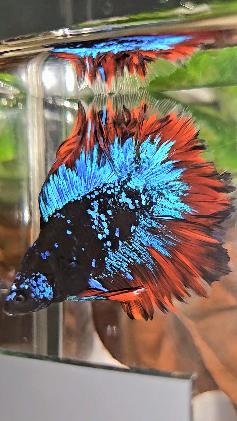 HALFMOON DOUBLE TAIL ROSETAIL BLACK GALAXY BLUE AVATAR VAMPIRE BETTA FISH