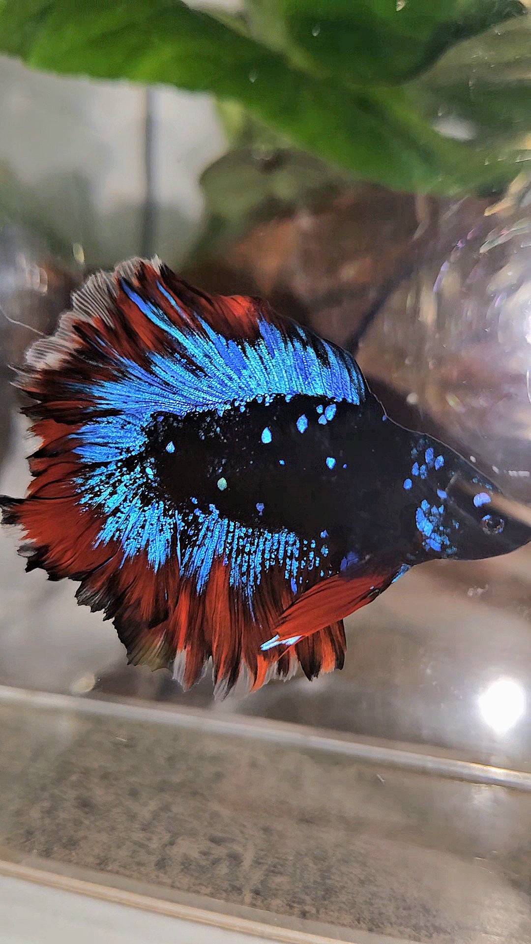 HALFMOON DOUBLE TAIL ROSETAIL BLACK GALAXY BLUE AVATAR VAMPIRE BETTA FISH
