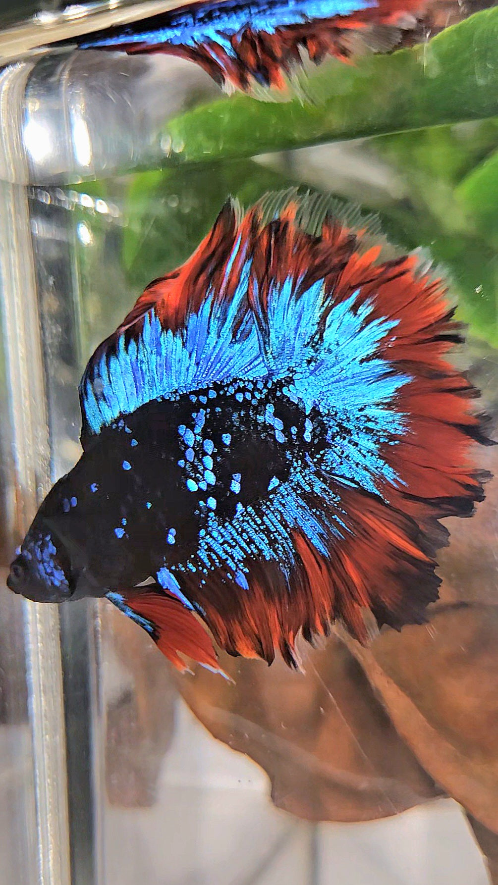 HALFMOON DOUBLE TAIL ROSETAIL BLACK GALAXY BLUE AVATAR VAMPIRE BETTA FISH