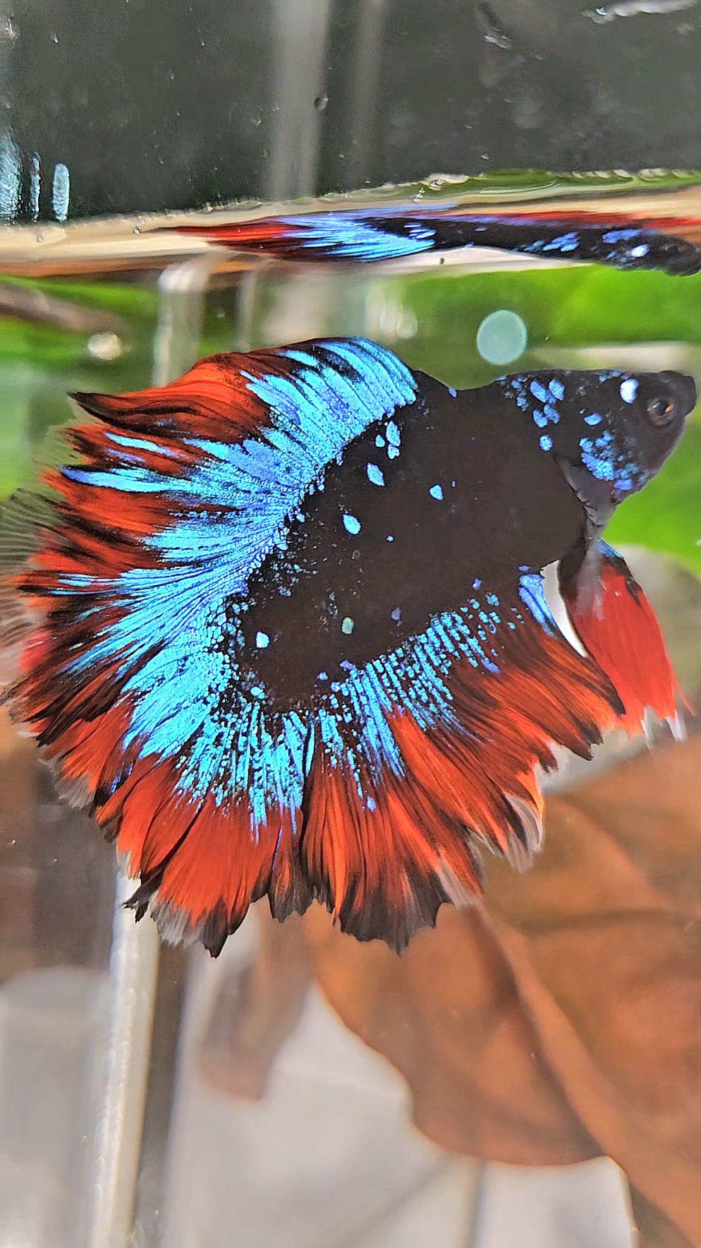HALFMOON DOUBLE TAIL ROSETAIL BLACK GALAXY BLUE AVATAR VAMPIRE BETTA FISH