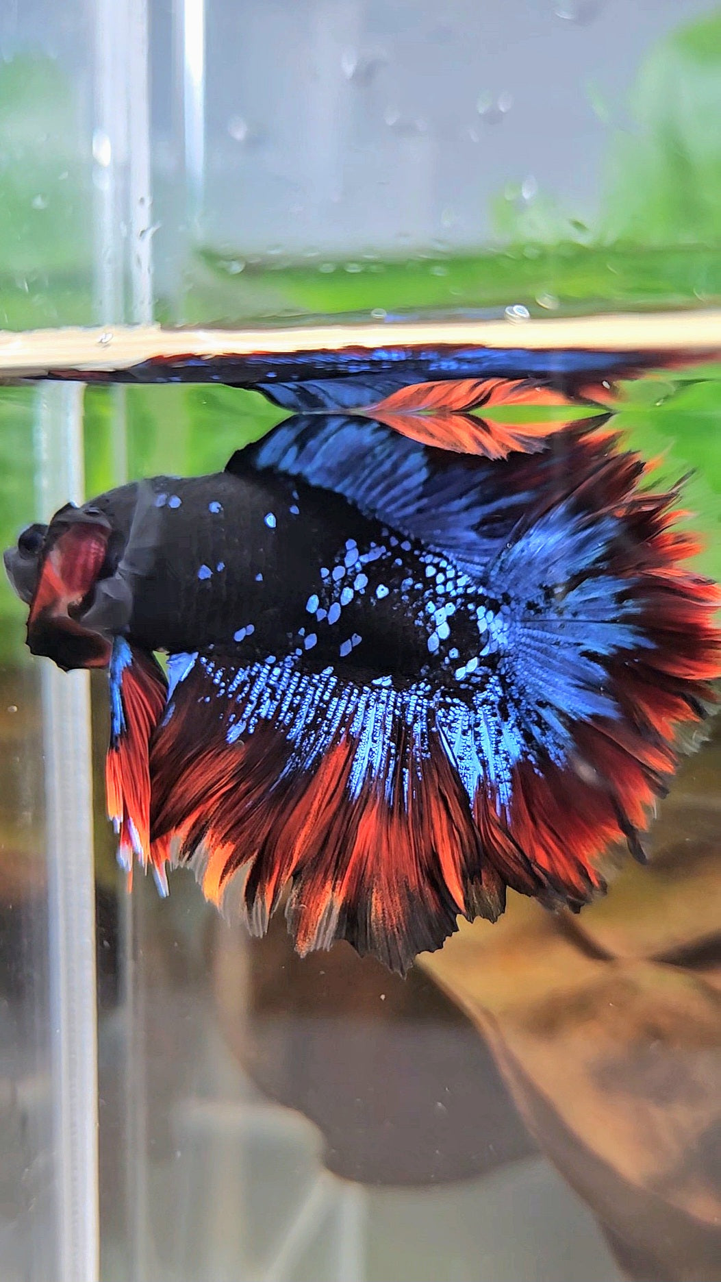 HALFMOON DOUBLE TAIL ROSETAIL BLACK GALAXY BLUE AVATAR VAMPIRE BETTA FISH
