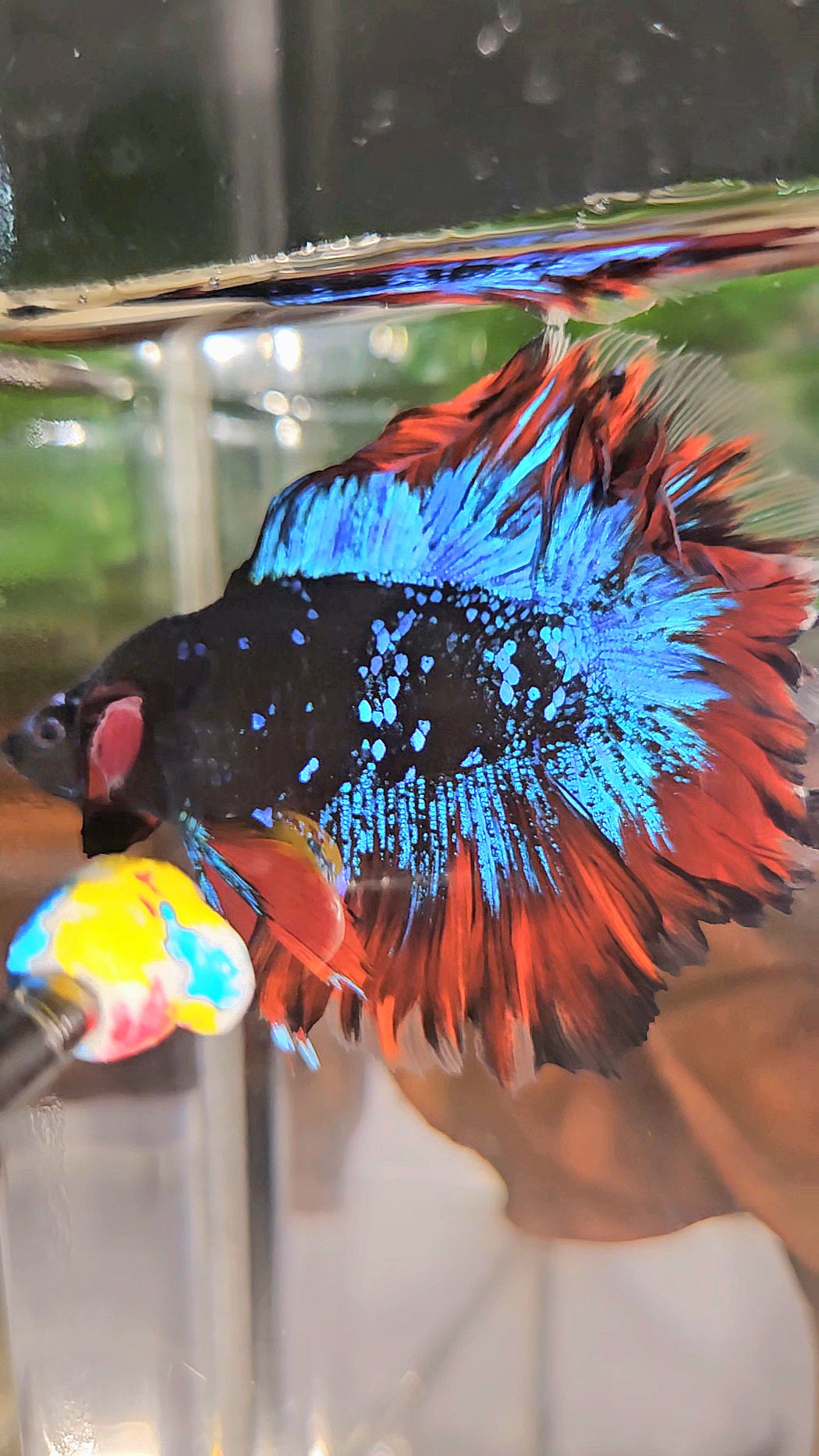 HALFMOON DOUBLE TAIL ROSETAIL BLACK GALAXY BLUE AVATAR VAMPIRE BETTA FISH