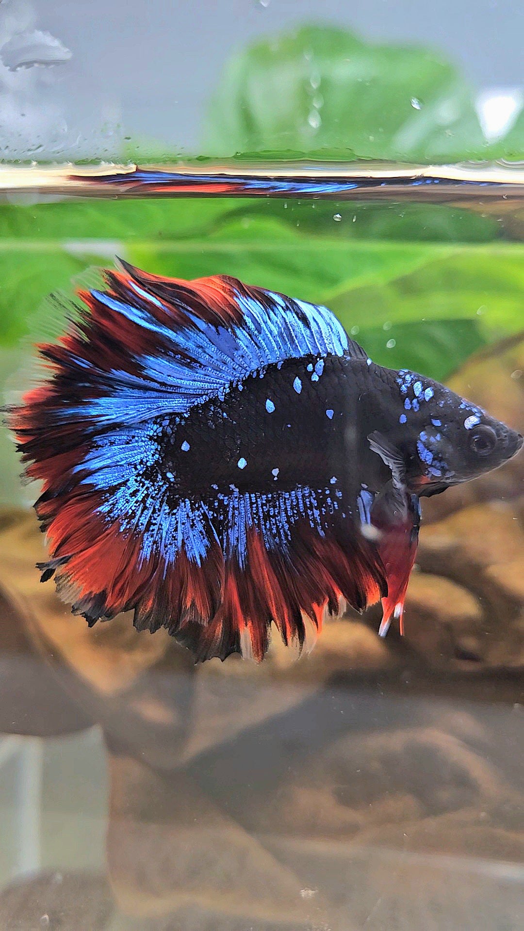HALFMOON DOUBLE TAIL ROSETAIL BLACK GALAXY BLUE AVATAR VAMPIRE BETTA FISH