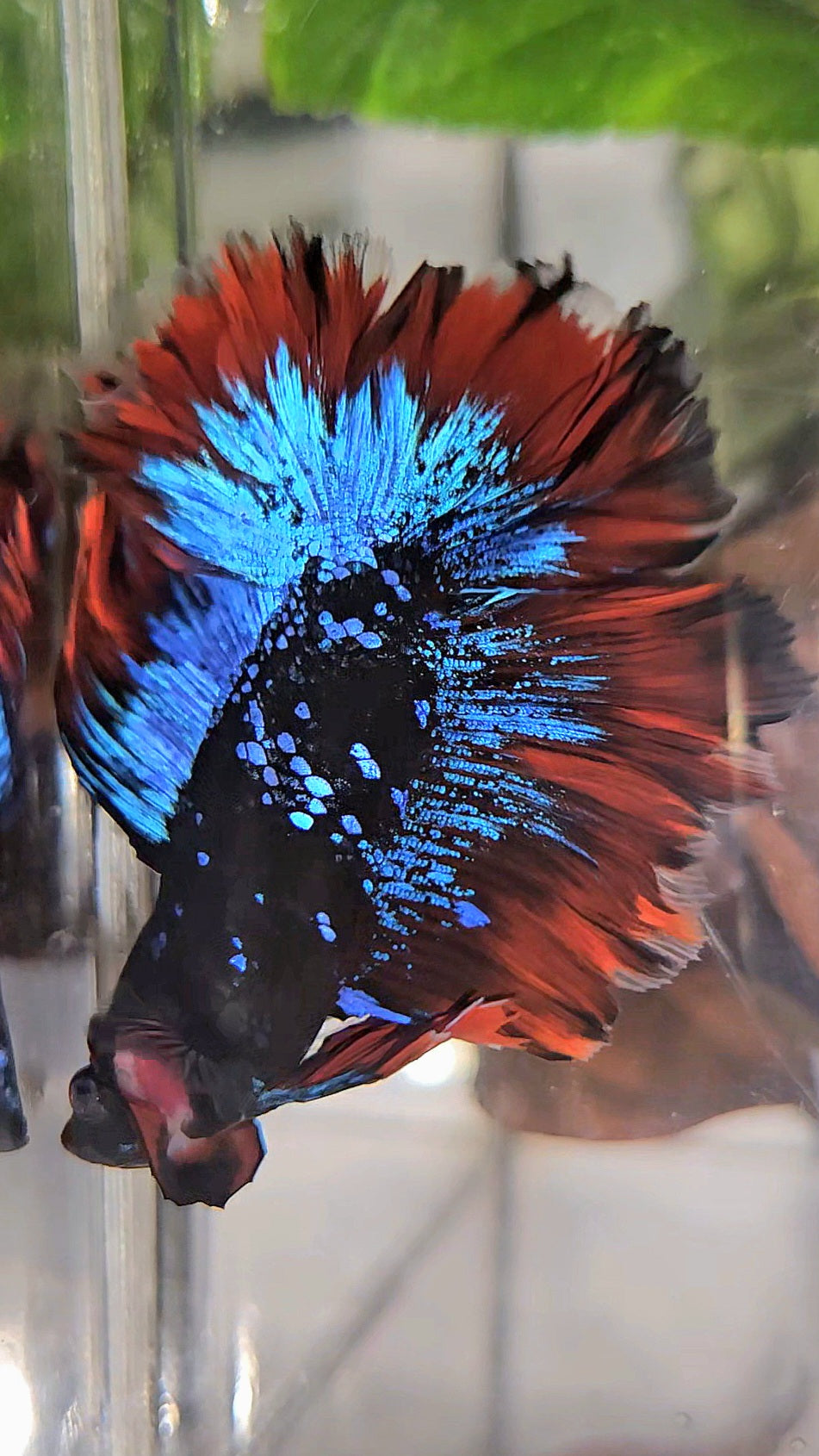 HALFMOON DOUBLE TAIL ROSETAIL BLACK GALAXY BLUE AVATAR VAMPIRE BETTA FISH