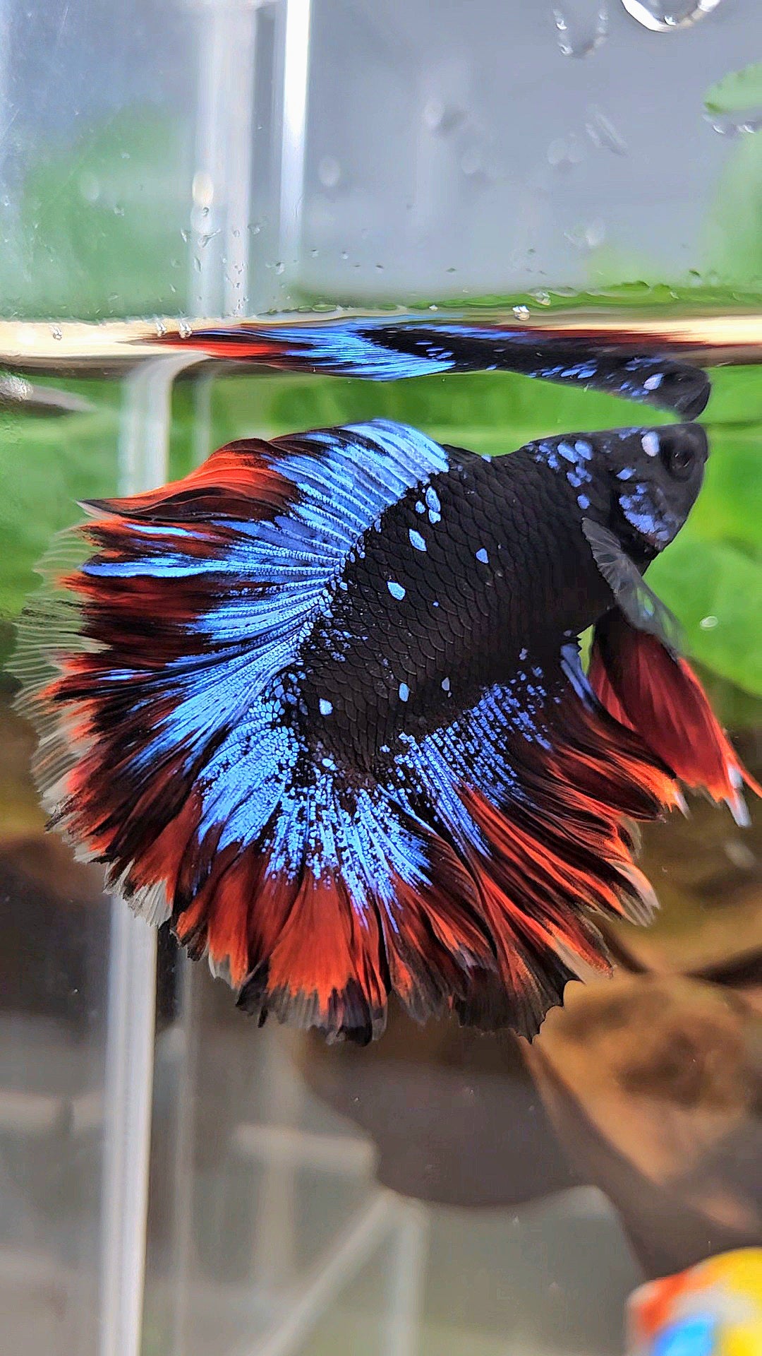 HALFMOON DOUBLE TAIL ROSETAIL BLACK GALAXY BLUE AVATAR VAMPIRE BETTA FISH