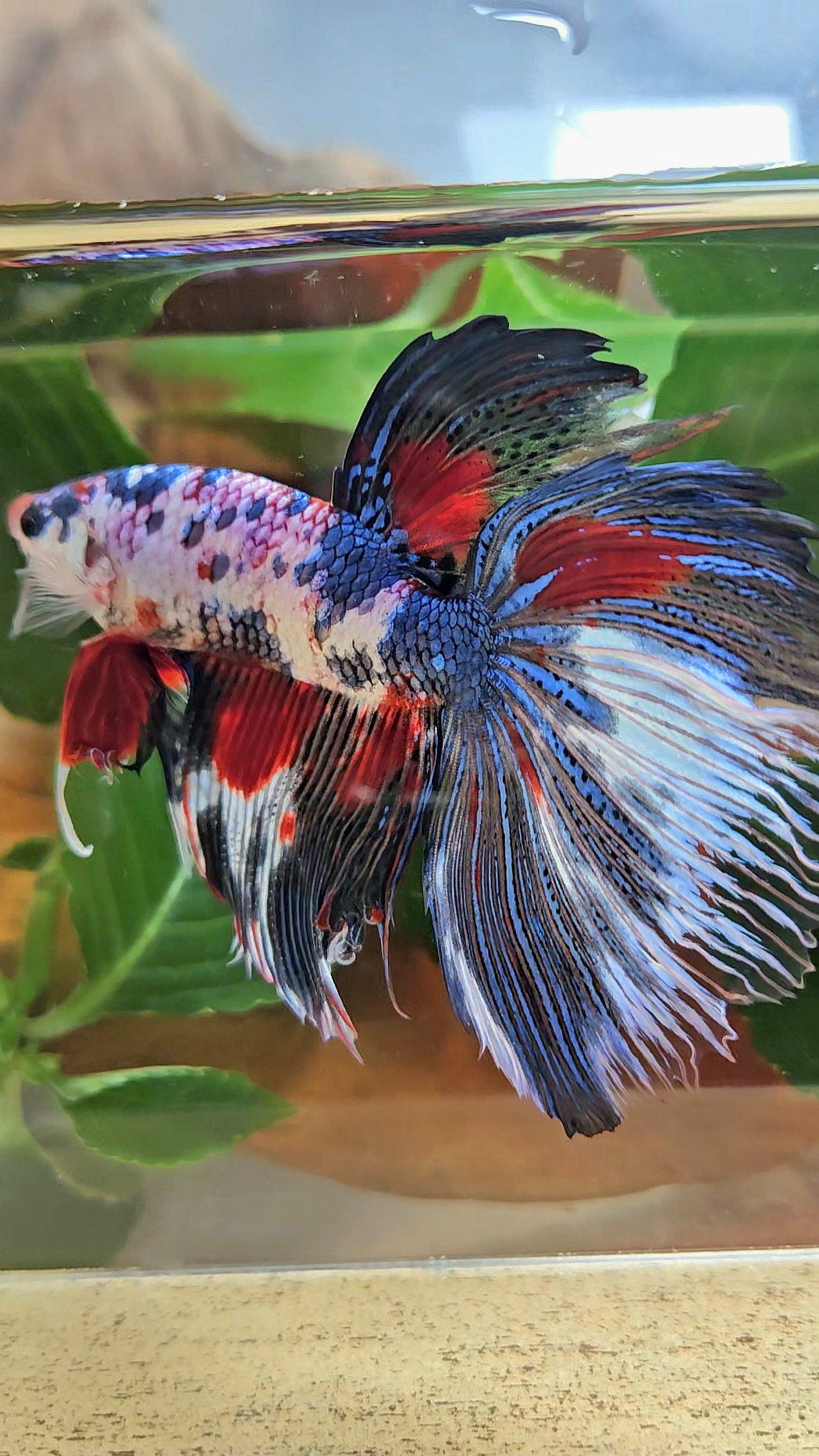 GIANT HALFMOON TOTAL 9CM+ FANCY MULTICOLOR BETTA FISH
