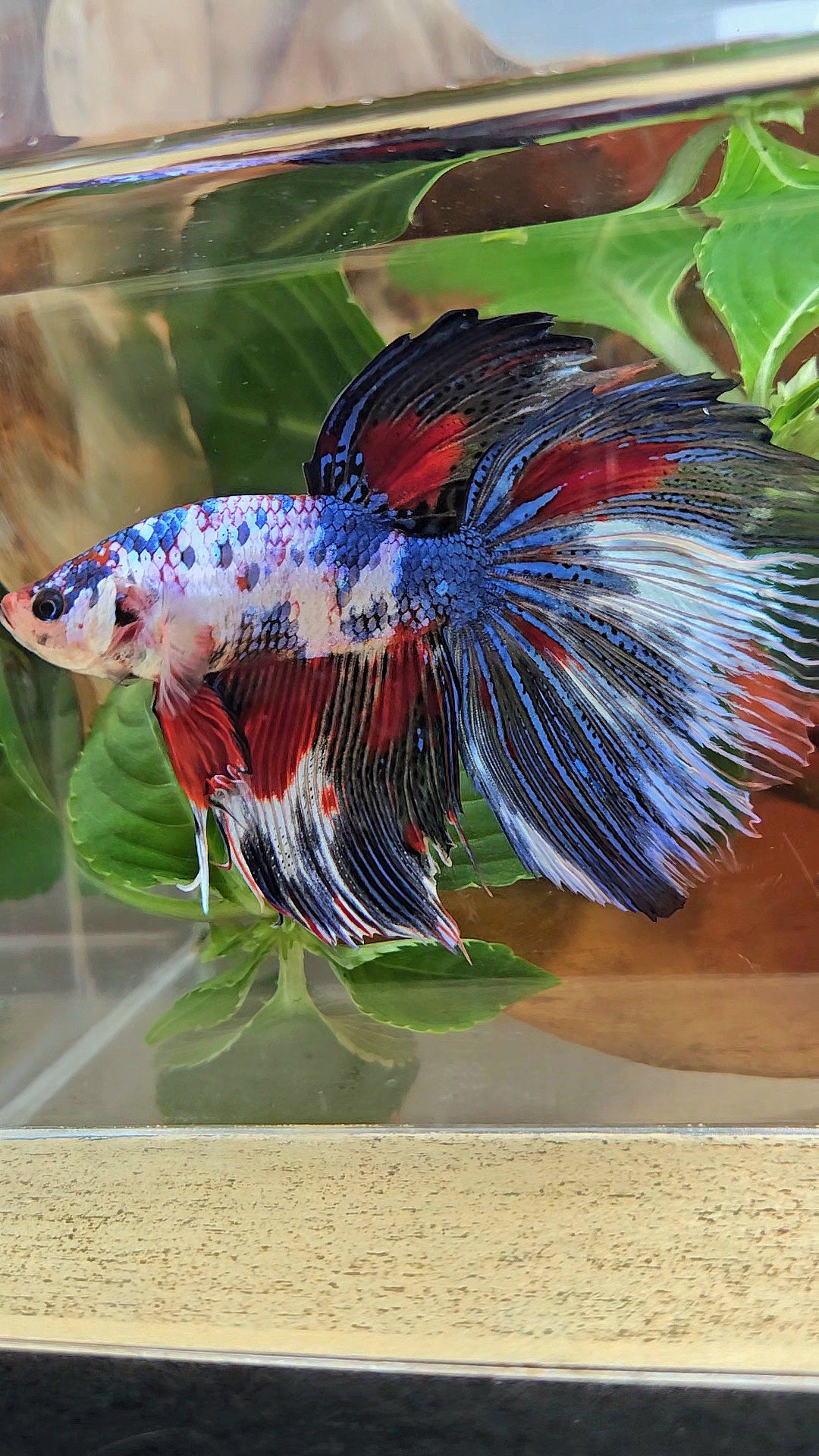 GIANT HALFMOON TOTAL 9CM+ FANCY MULTICOLOR BETTA FISH