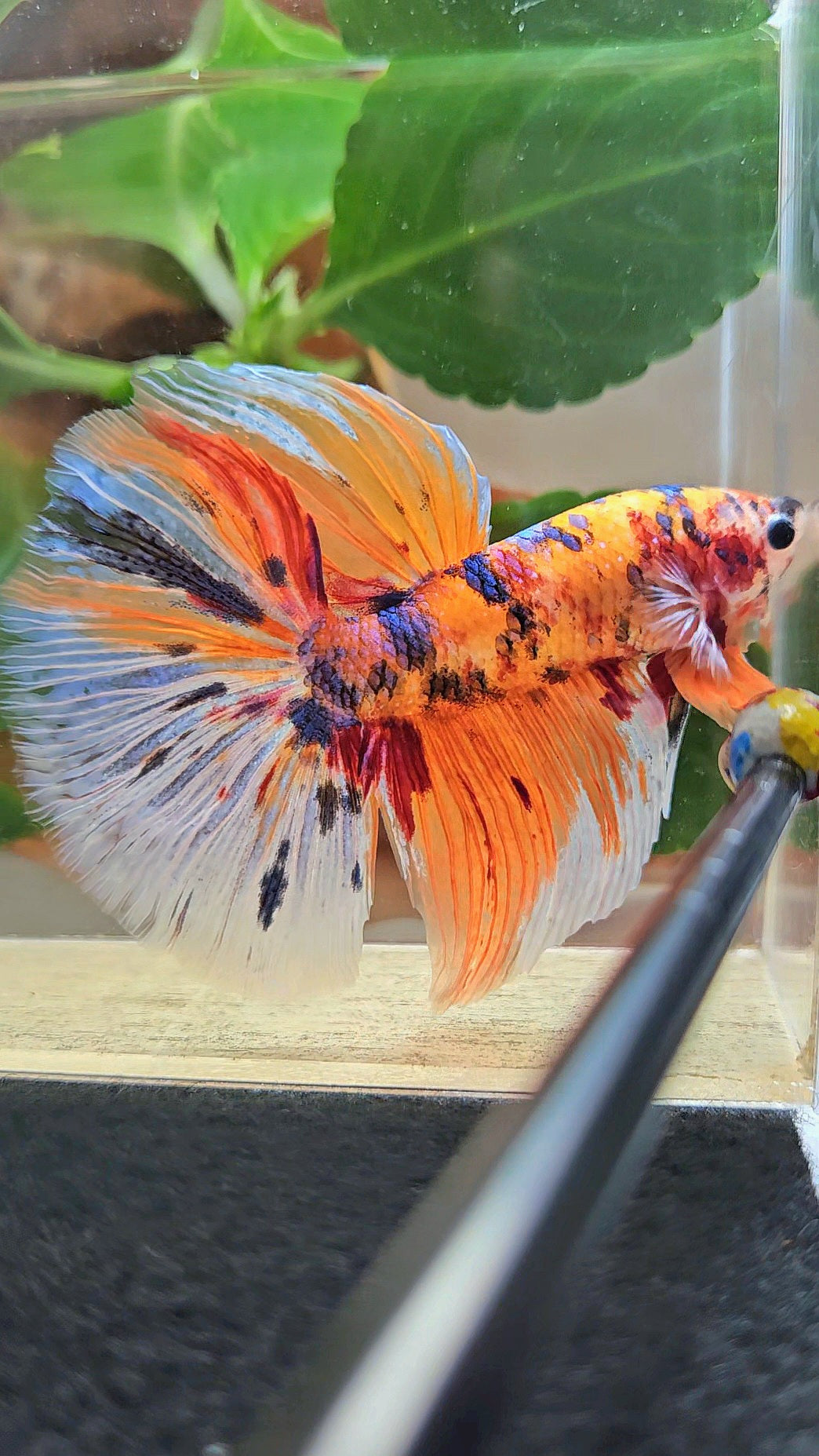 GIANT HALFMOON TOTAL 8CM+ ORANGE CANDY MULTICOLOR BETTA FISH